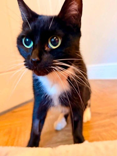 Sox