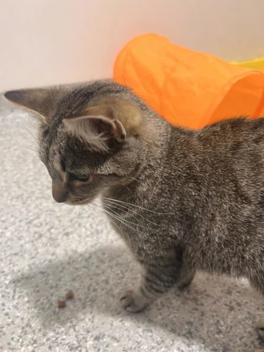Nala