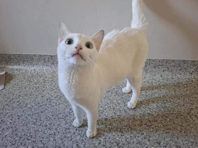 Lumi