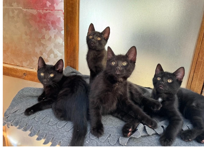 2 adorable kittens