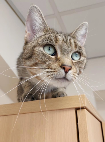 Tabitha 1 Year Old Female