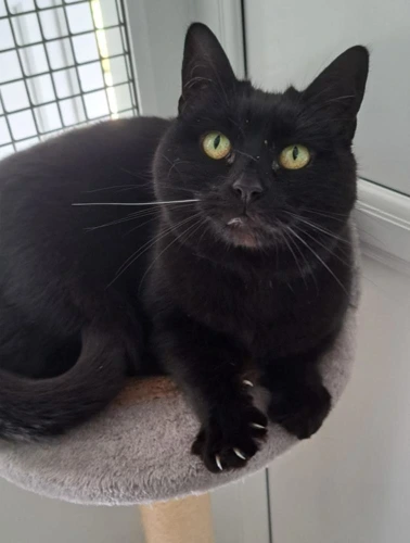 Binx