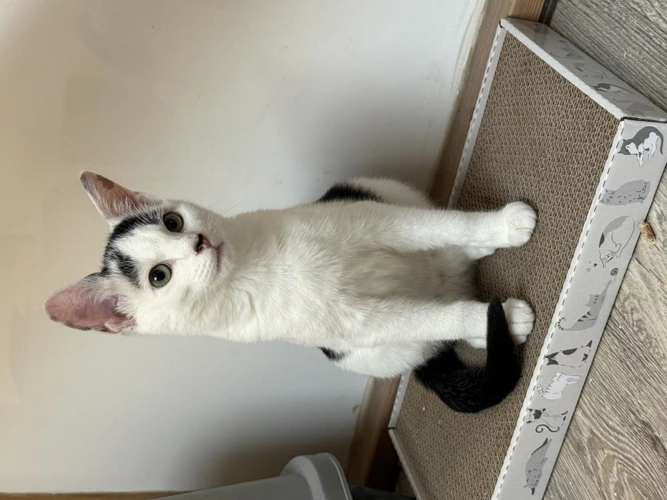 Suki