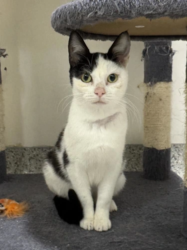 Brie