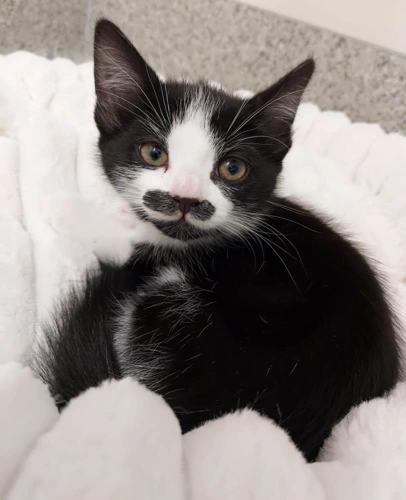 Dill Dali 9 Week Old Female