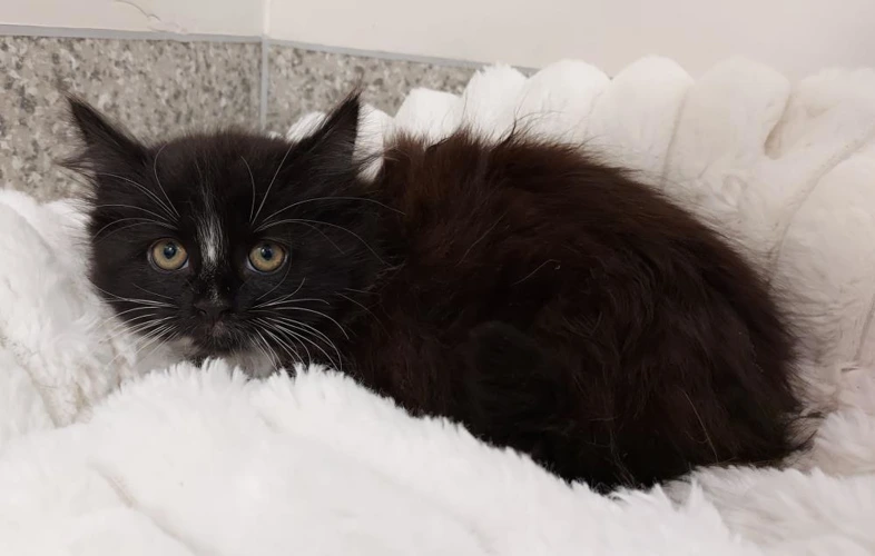 Sauerkraut 9 Week Old Female