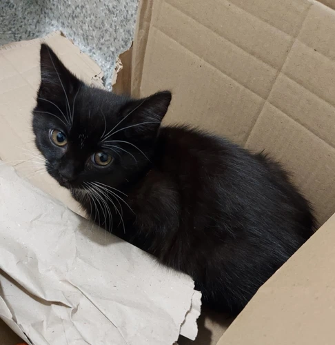 Kimchi 9 Week Old Female