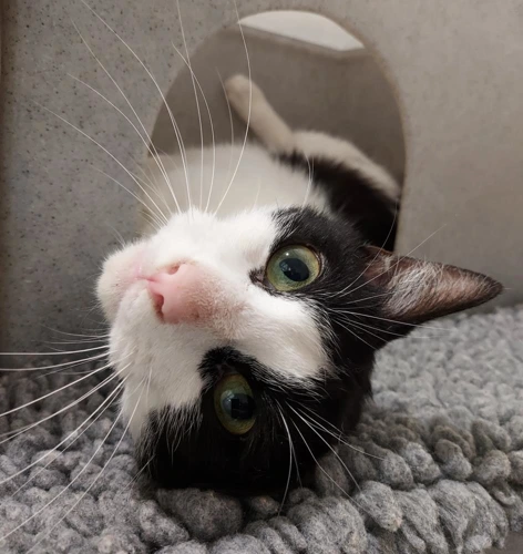 Panda 3 Year Old Male