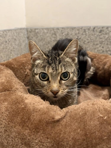 Stripey 5 Year Old Female