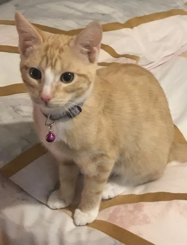 Belle
