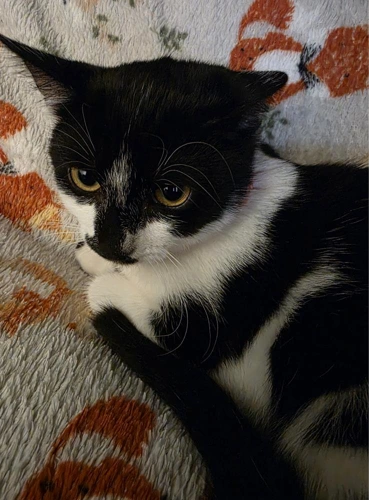 Bessie