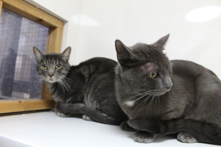 Milo and Jinx