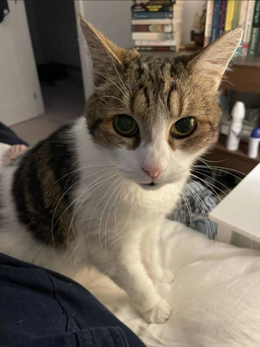 .Simba 14y male