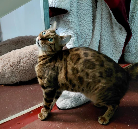 Bella