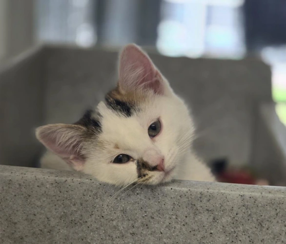 Kitten
