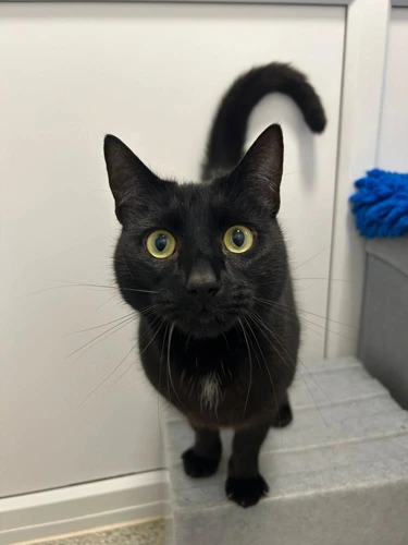 Binx