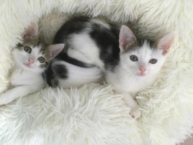 Kiwi and Peach