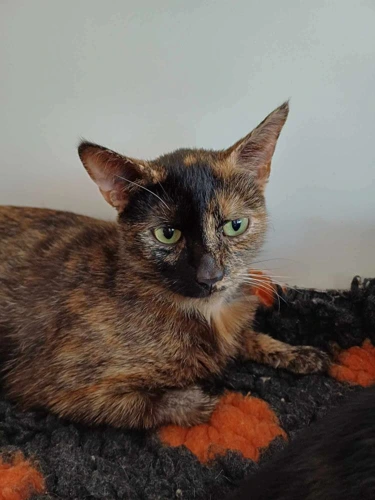 Coco