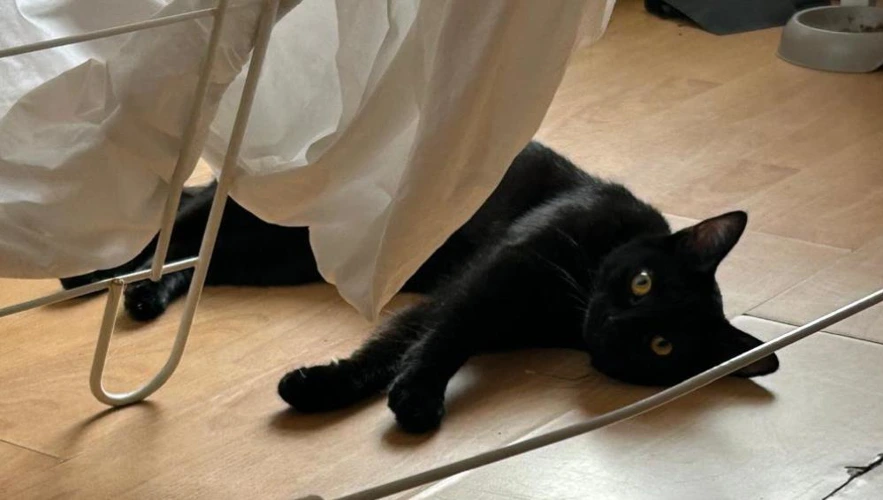 Betty Boo 1y 10month old female