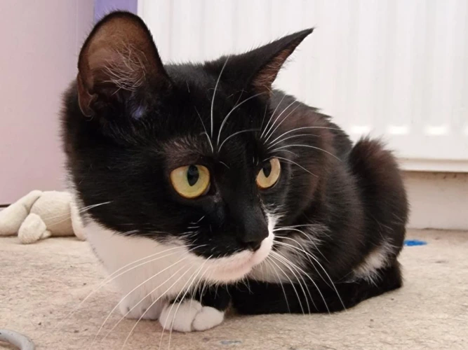 Maud 1 year 7mths Female