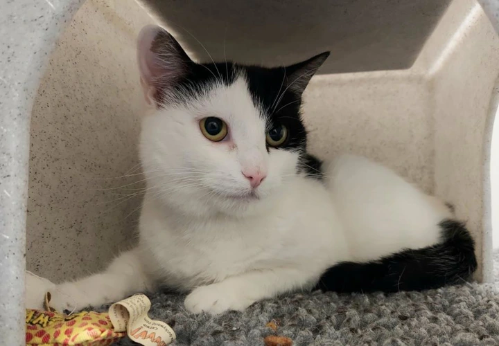 .Mars 1y female