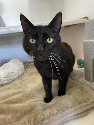 Merlin