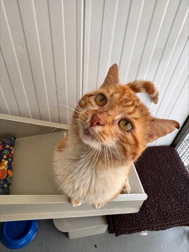 David Meowie