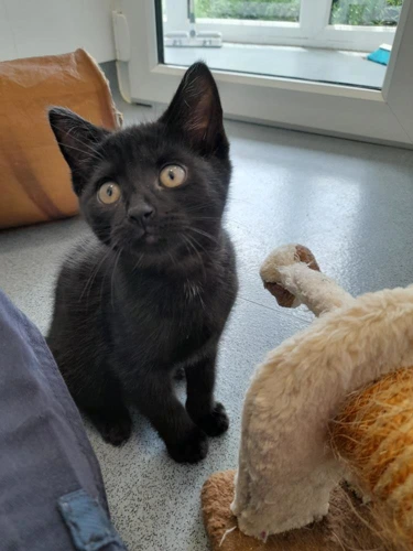 Pepper