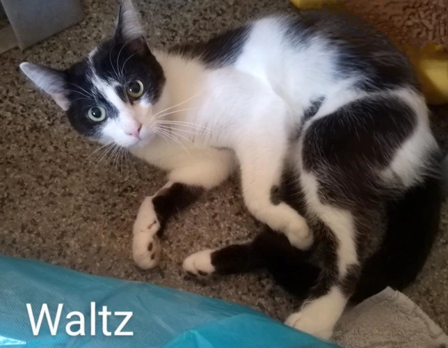 Waltz