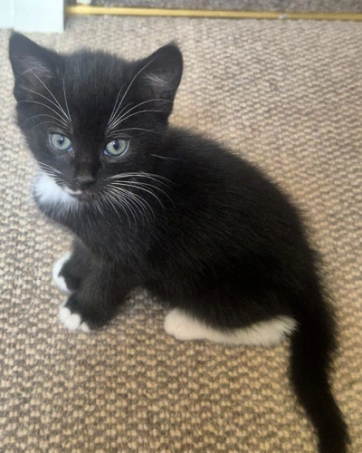 Kylo now Lockie