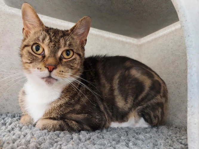 Gladys Elizabeth 3yrs female