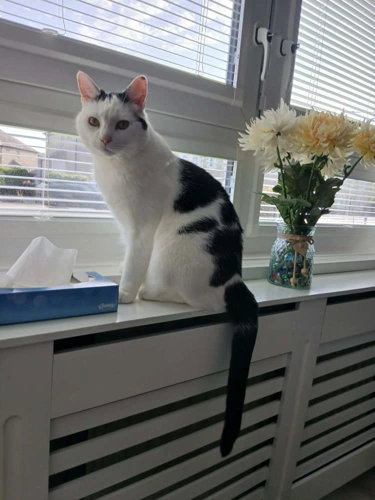Loki