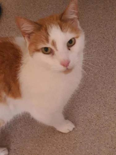 Pip