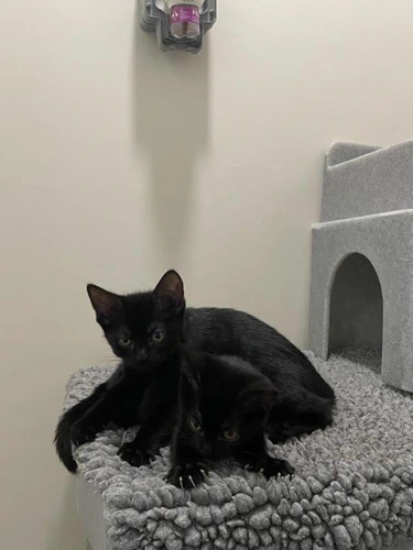Cazuela and Cinco Cerros 11w Kittens