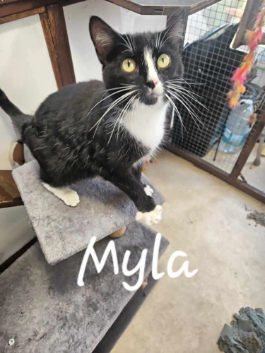 Myla