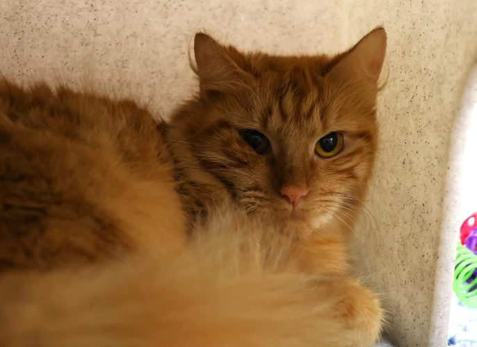 Amber