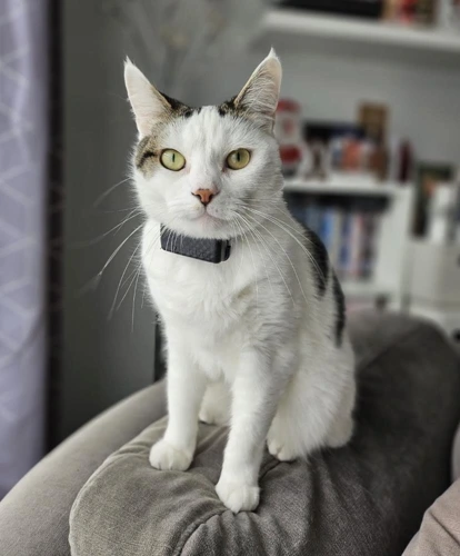 BUDDY