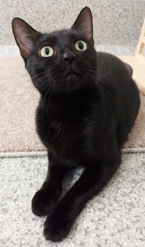 Shelley 2y female