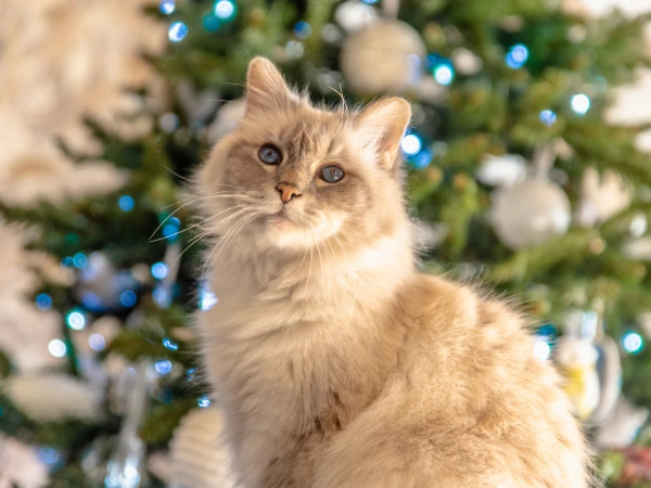 Christmas Paint & Sip