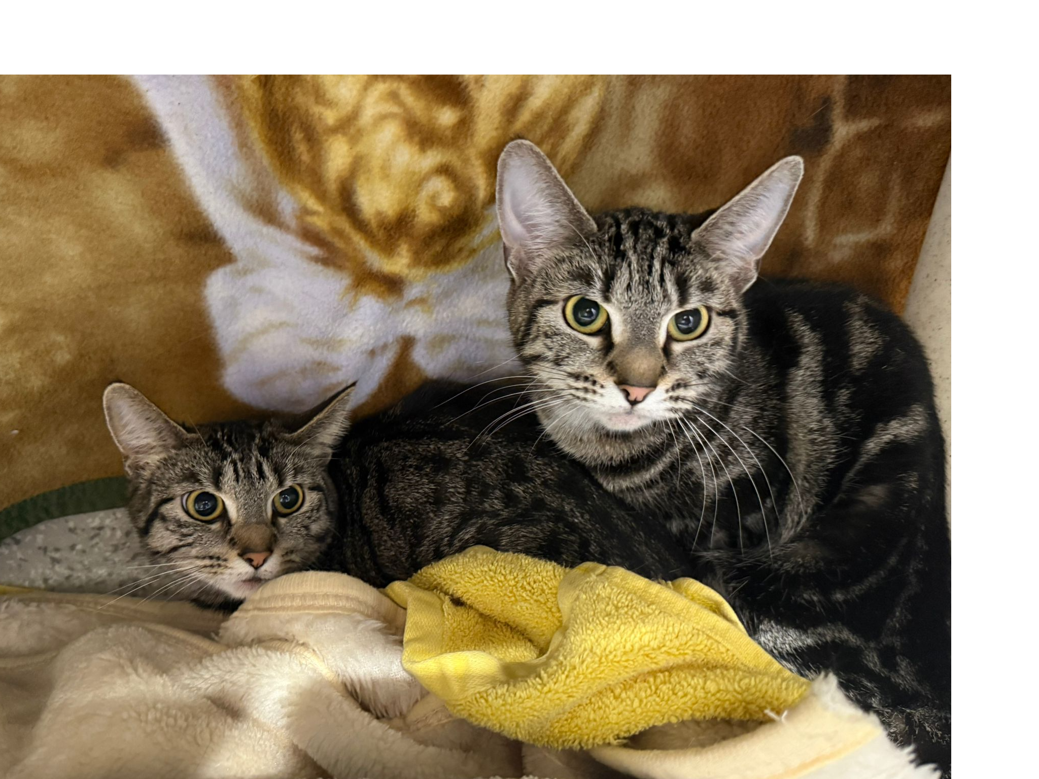 Unchipped Tabby Females  743557 - 8