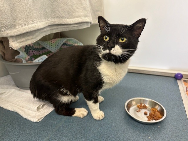 Unchipped Entire Black & White Male 746791