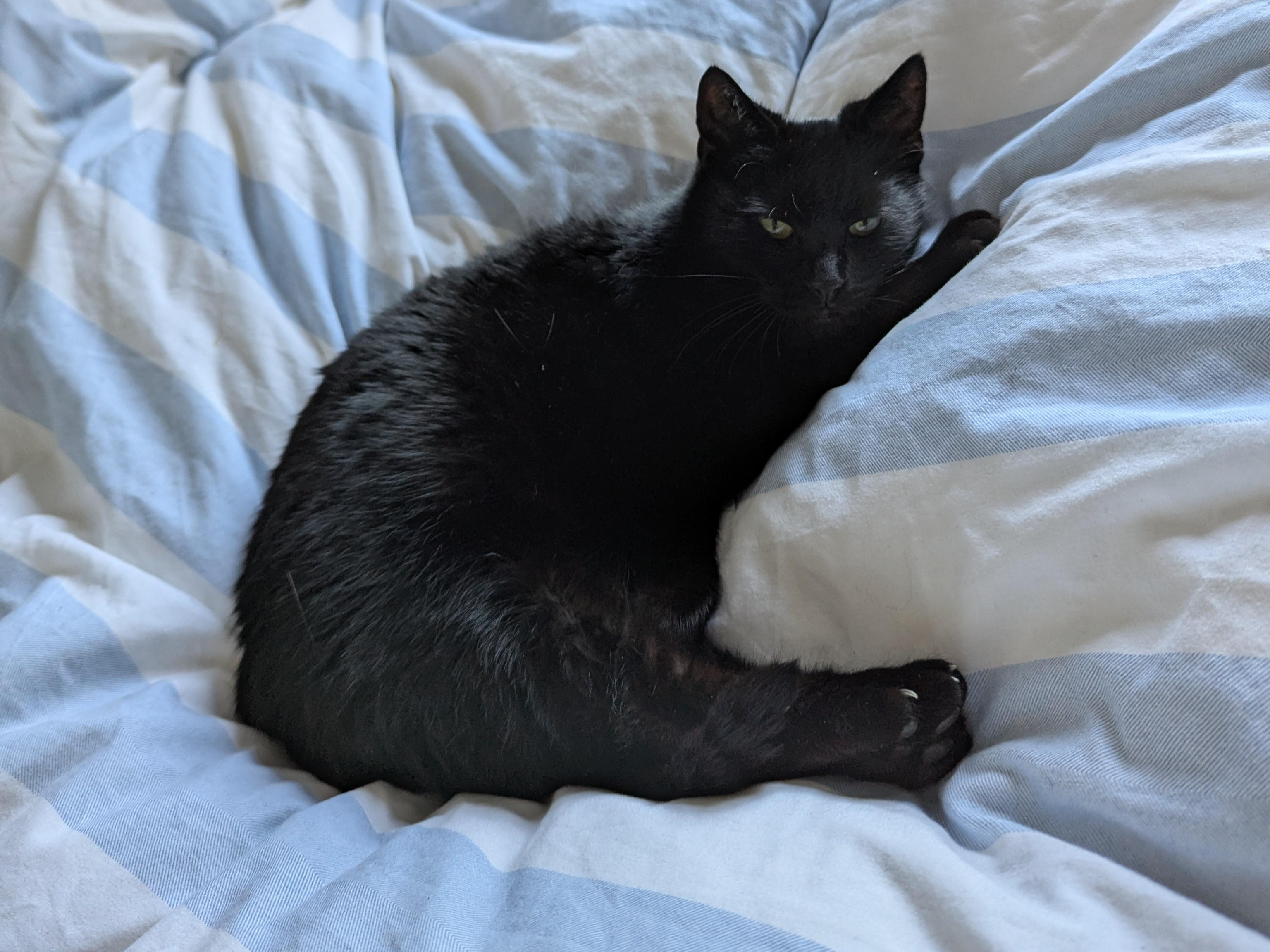 Black cat, Fen Ditton