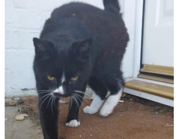 761678 - Black and White in Fairstead area