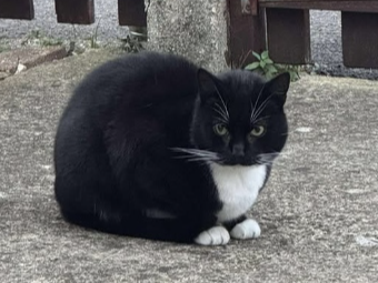 Vespa Found 2025.074  Old Road, Gosport