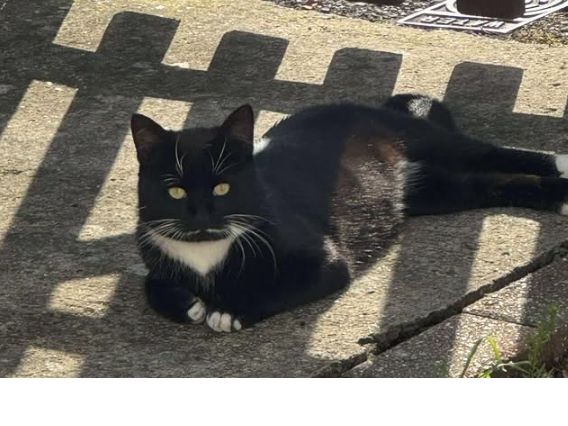 Found 2025.076 - Old Road, Gosport