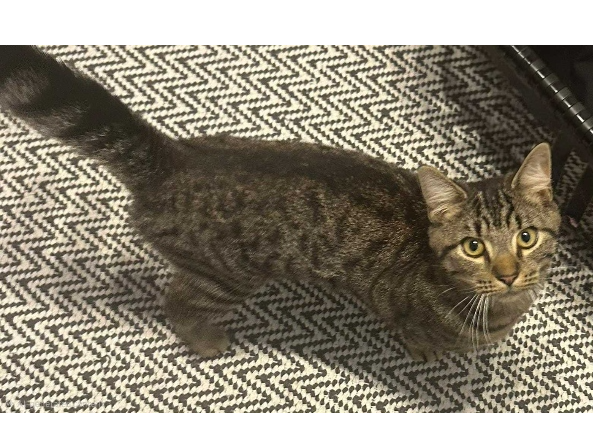 Found 2025.081 - Harcourt Road, off Whitworth Rd, Gosport