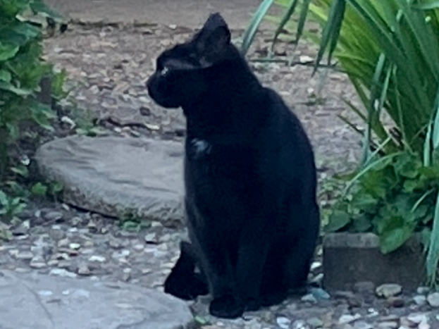Black cat, Cherry Hinton Hall area