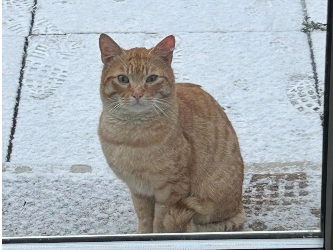 Stray