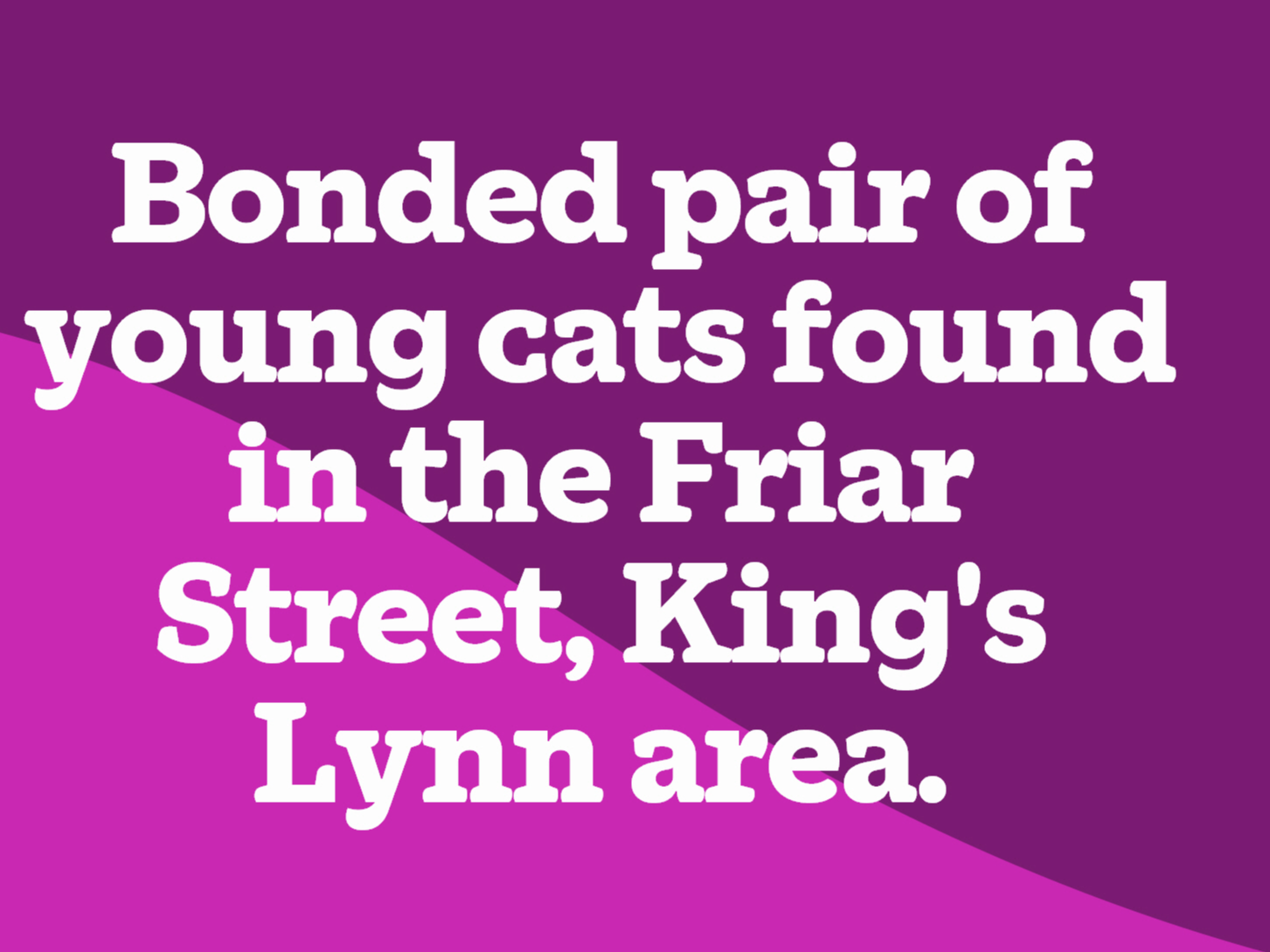 792948 2x young cats Friar Street - Kings Lynn.