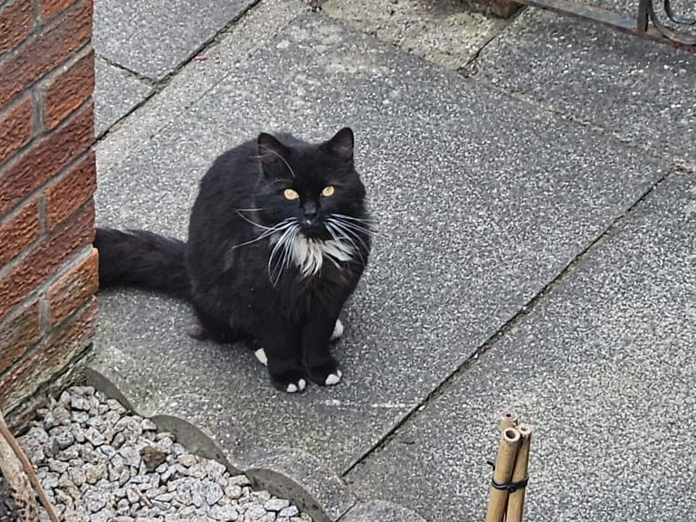 Fife Stray